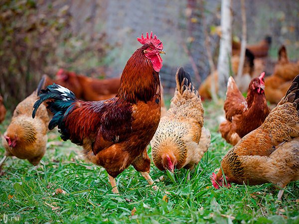 Породы куриц | ЗооТом - продажа, вязка и услуги для животных в Железногорске