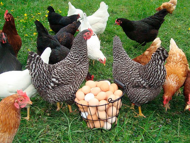 Содержание кур и уход за ними | ЗооТом - продажа, вязка и услуги для животных в Железногорске