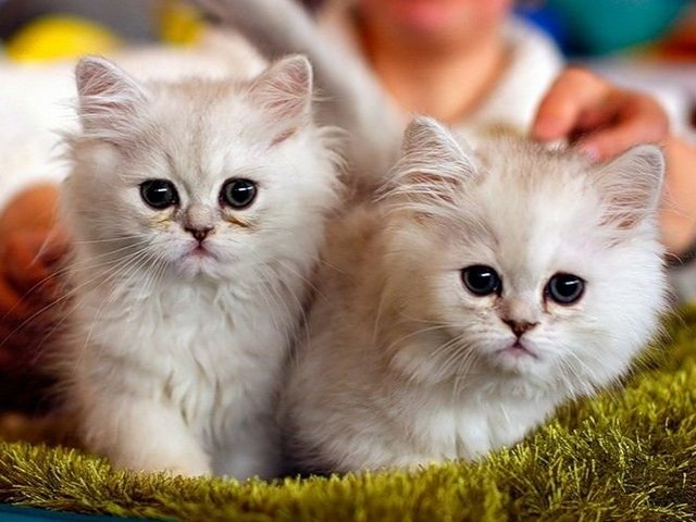 Породы кошек в Железногорске | ЗооТом портал о животных