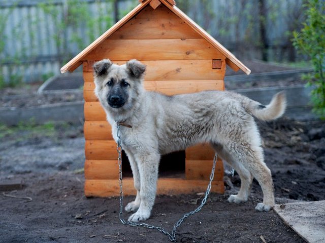 Все о собаках в Железногорске